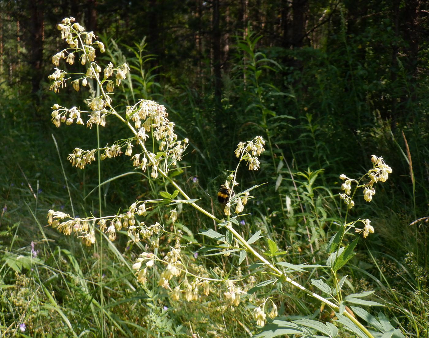 Изображение особи Thalictrum simplex.