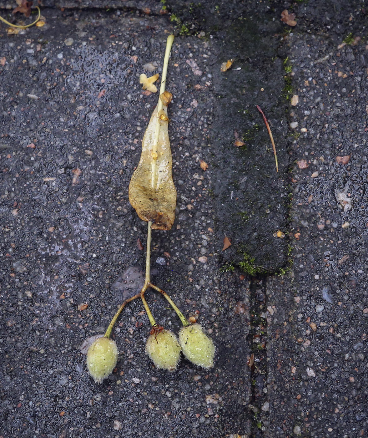 Image of Tilia euchlora specimen.