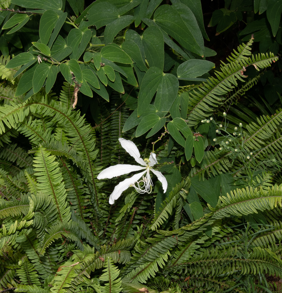 Изображение особи Bauhinia bowkeri.