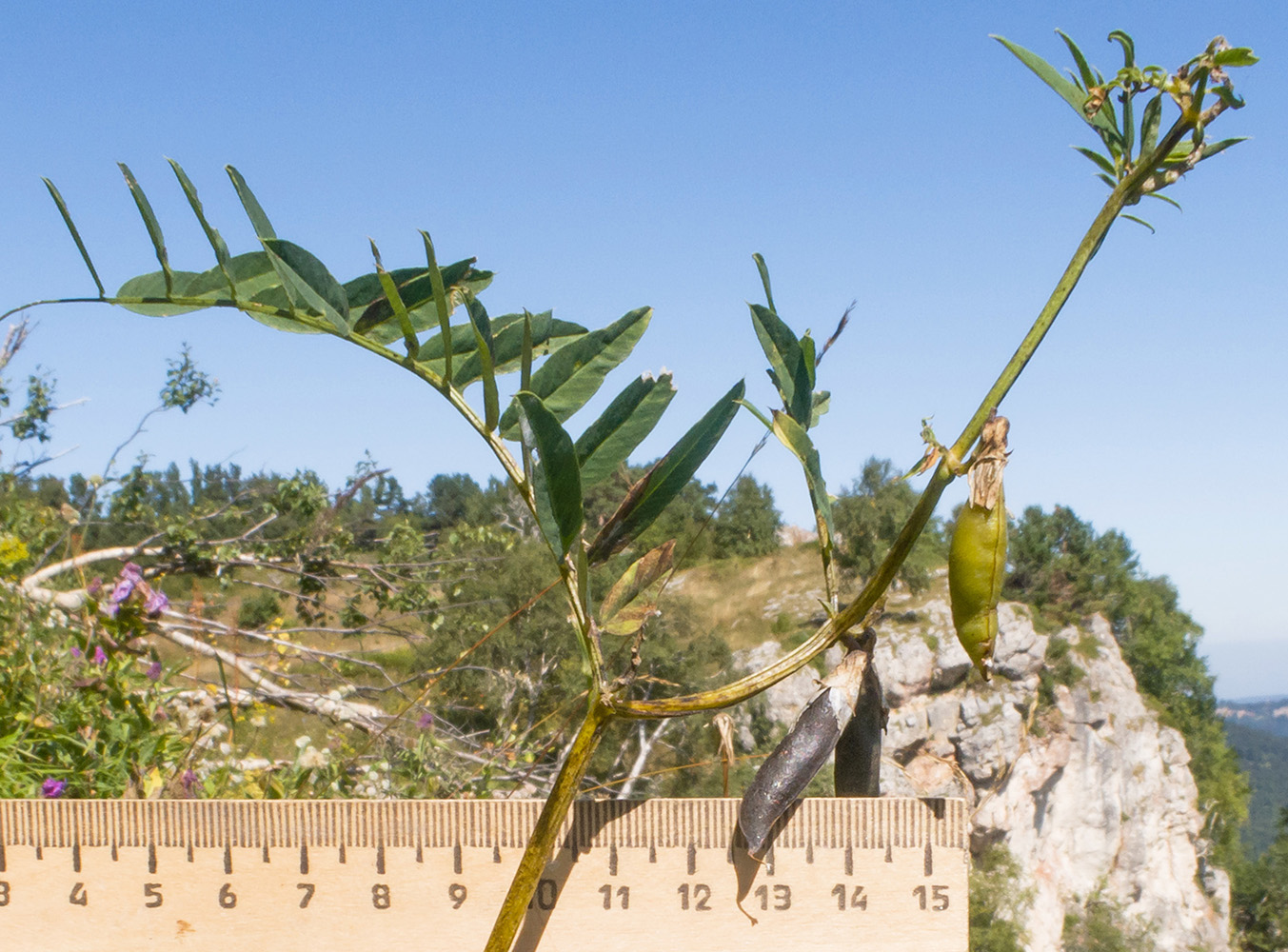 Image of Vicia sepium specimen.