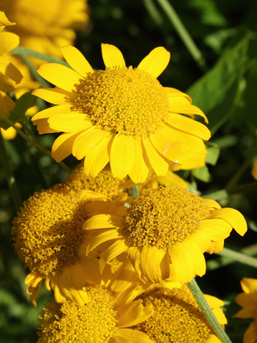 Image of Anthemis tinctoria specimen.