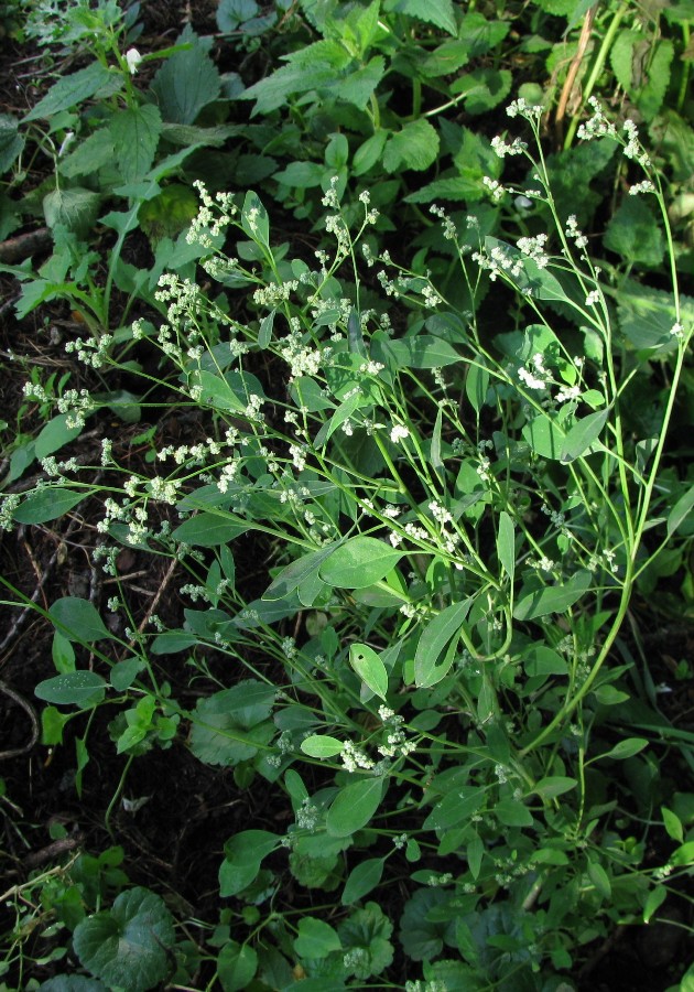 Изображение особи Chenopodium pedunculare.