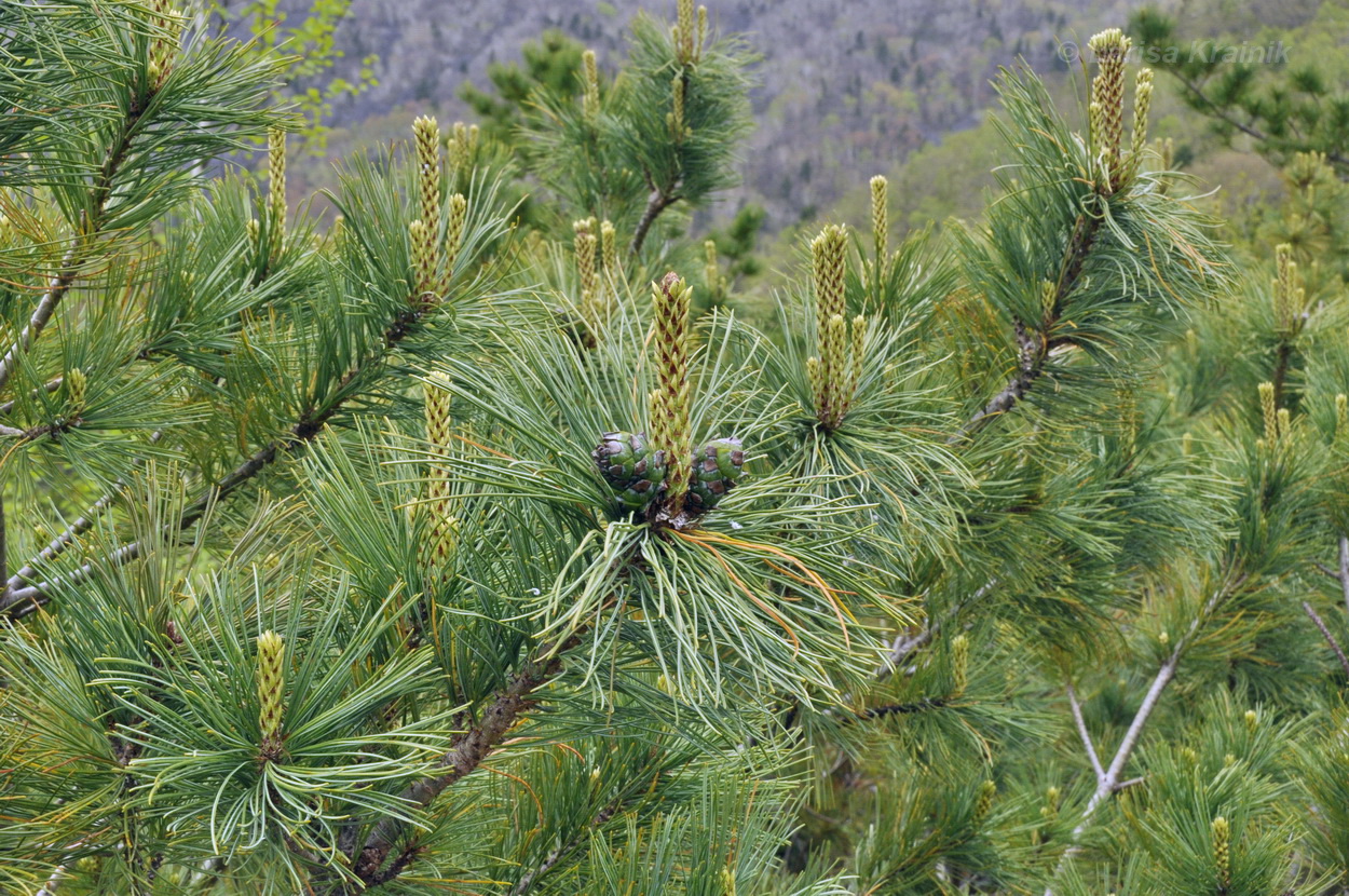 Image of Pinus pumila specimen.