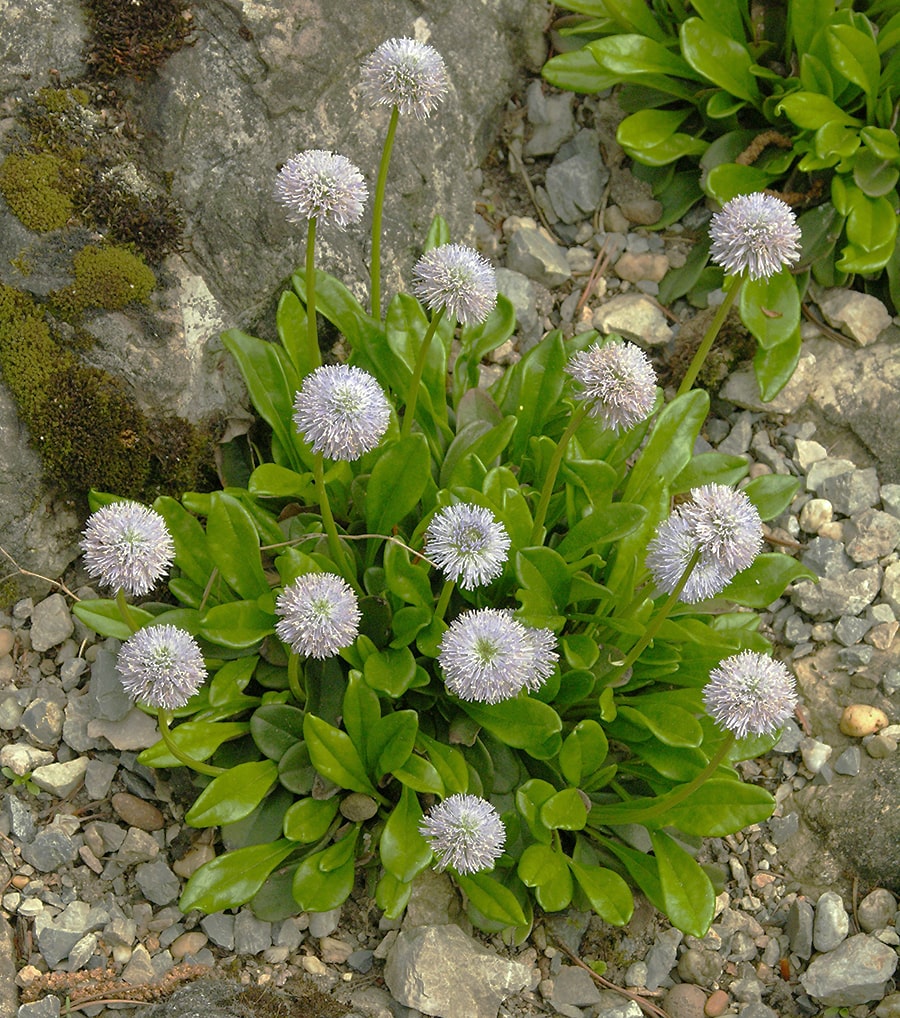 Image of Globularia nudicaulis specimen.