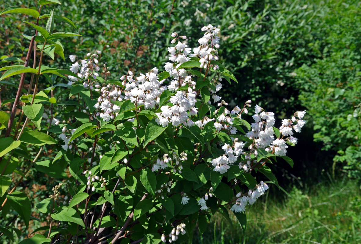 Image of Deutzia scabra specimen.