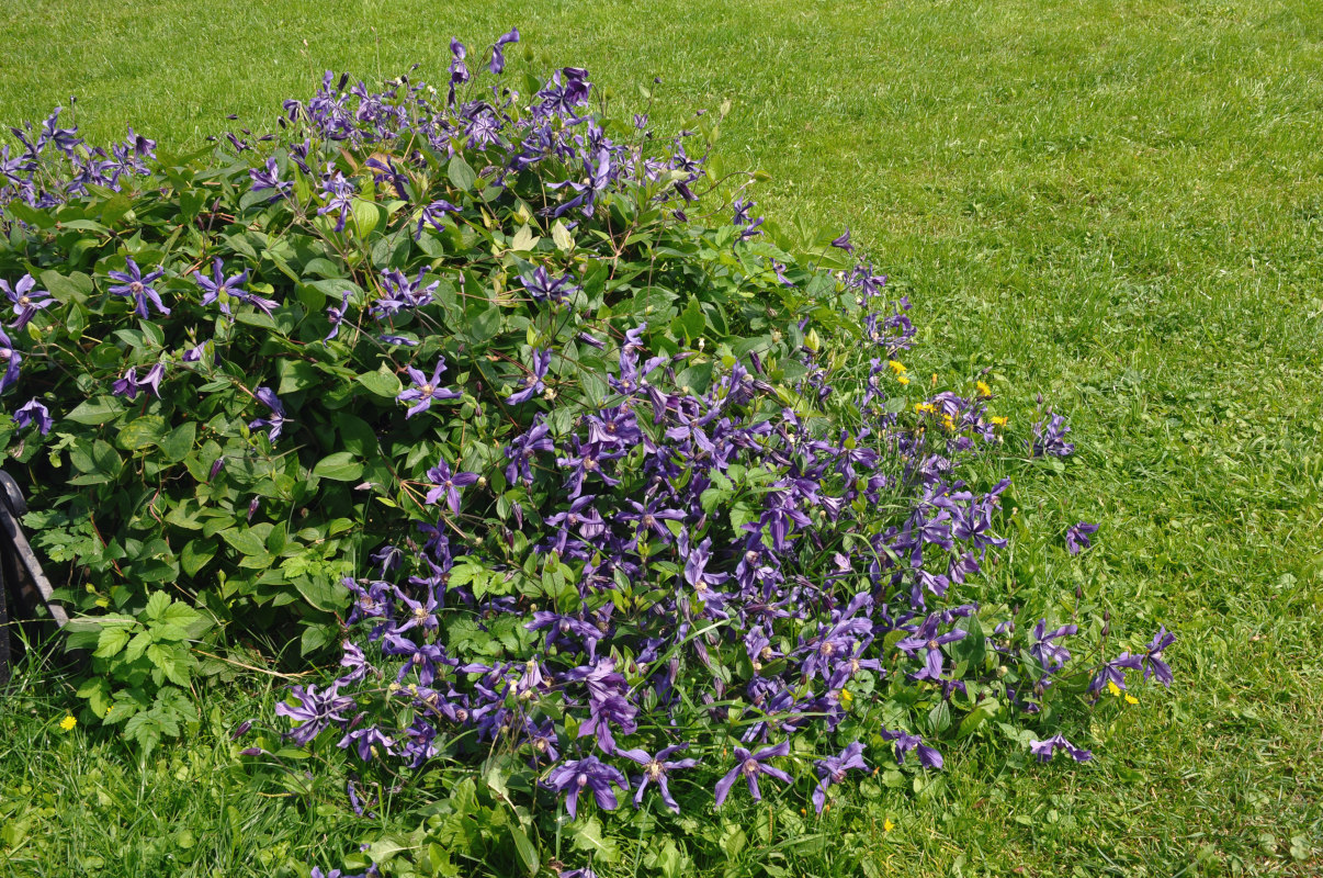 Image of Clematis × jackmanii specimen.