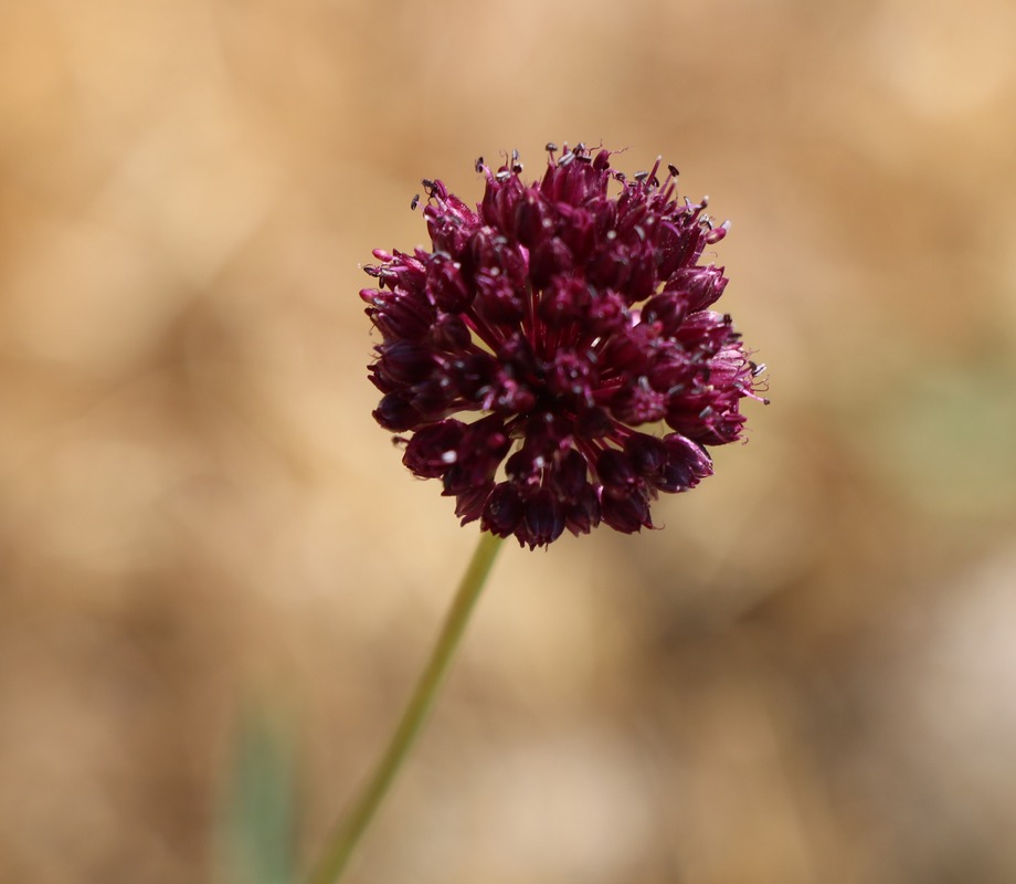 Изображение особи род Allium.