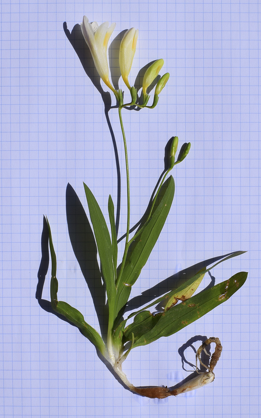 Image of Freesia refracta specimen.