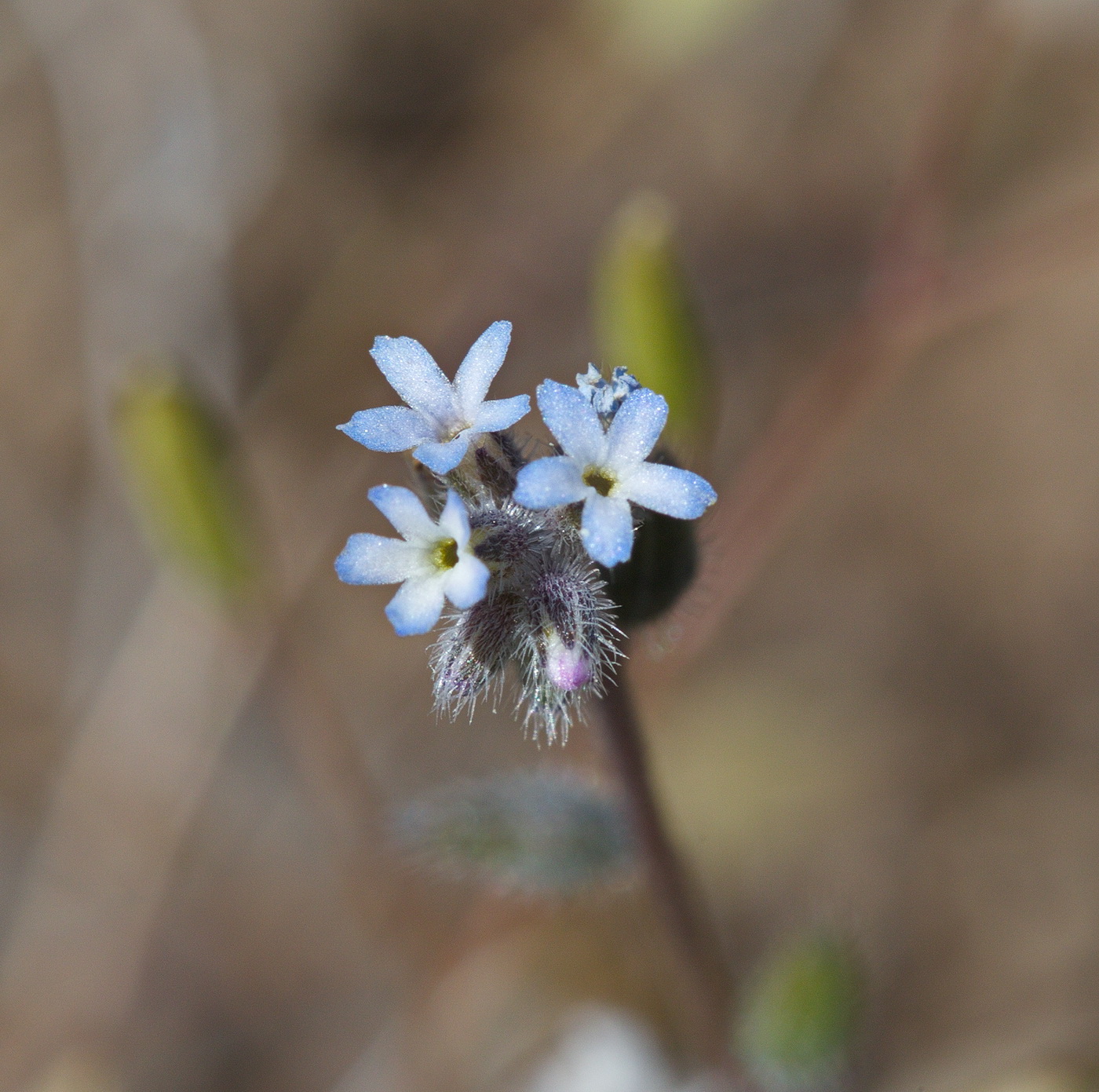 Image of Myosotis micrantha specimen.