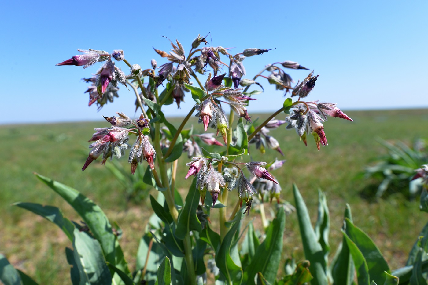 Изображение особи Rindera tetraspis.