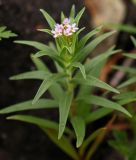 Collomia linearis