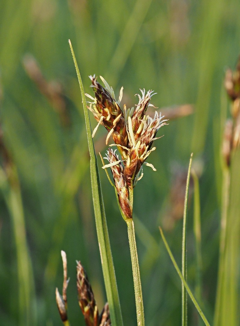 Изображение особи Carex praecox.