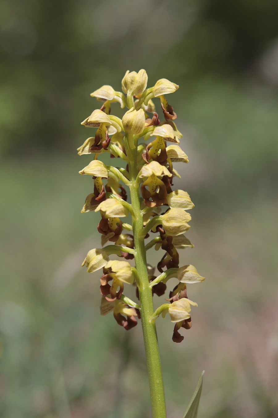 Image of Orchis punctulata specimen.