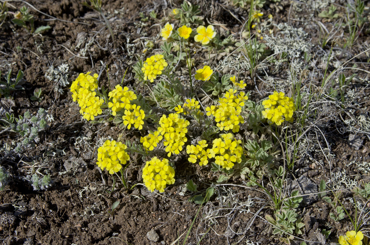 Image of Alyssum lenense specimen.