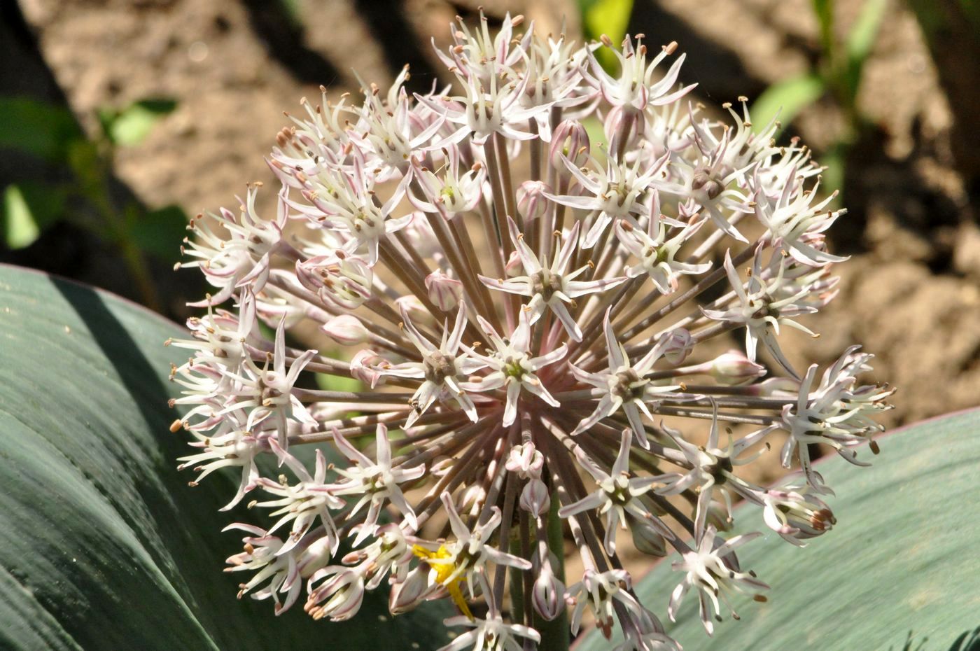 Image of Allium karataviense specimen.