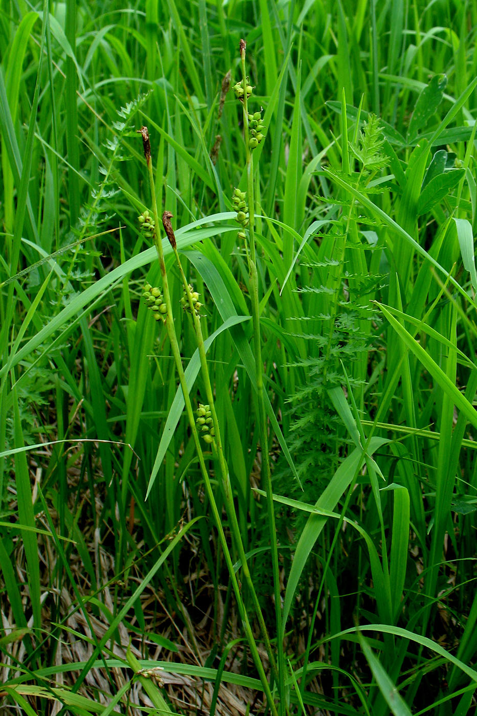 Изображение особи Carex vaginata.