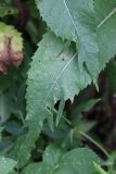 Cirsium heterophyllum