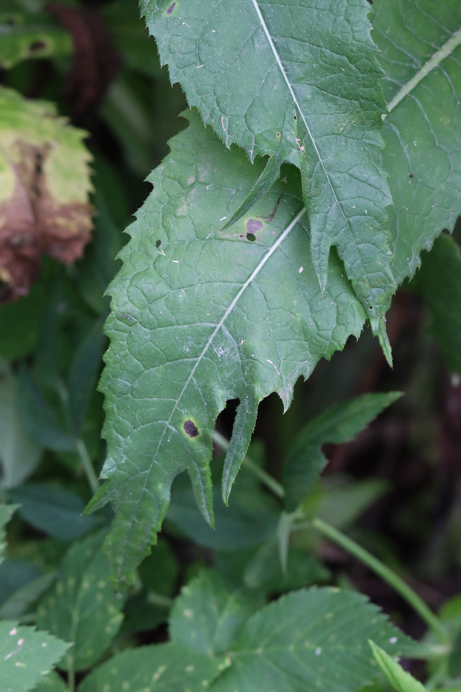Image of Cirsium heterophyllum specimen.