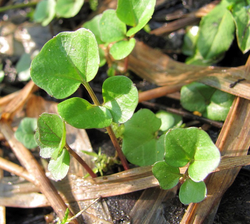 Изображение особи Cardamine amara.