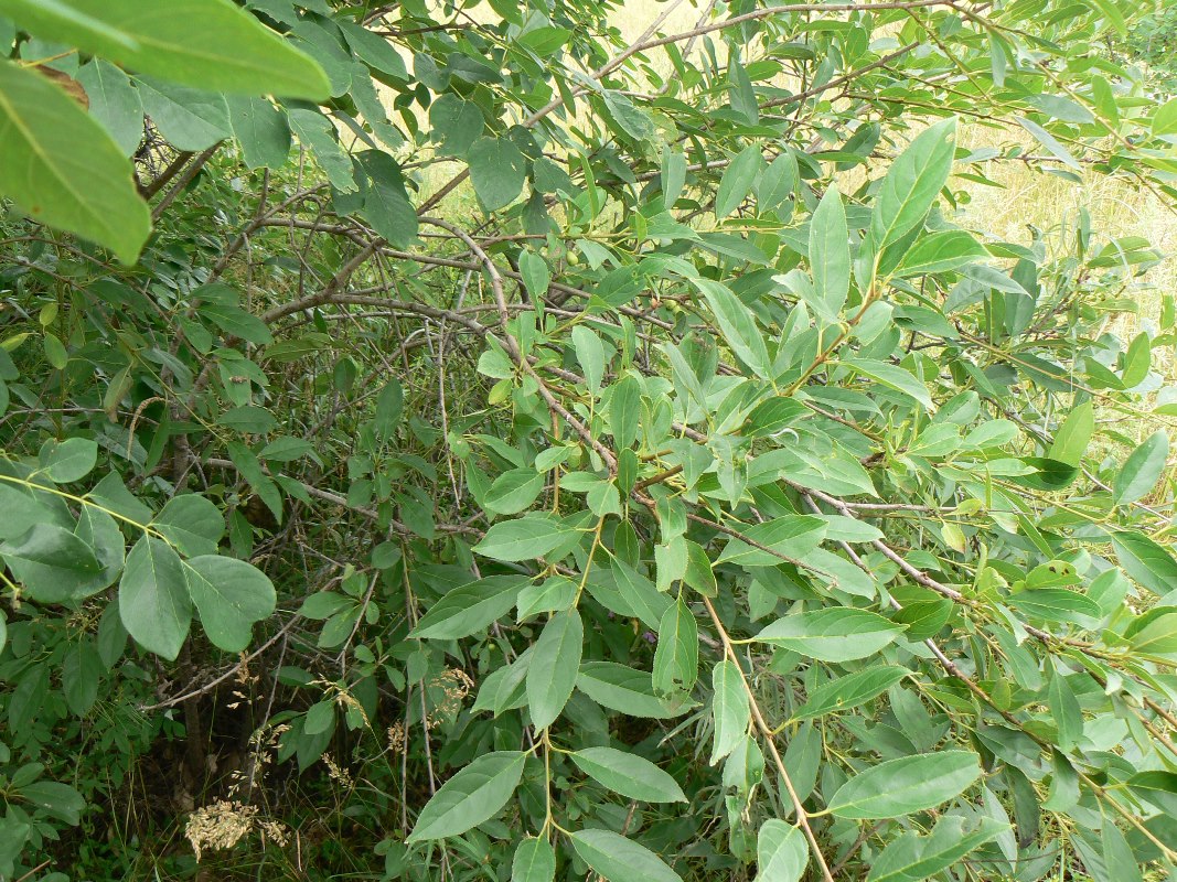 Image of genus Rhamnus specimen.