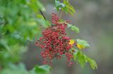 Pistacia terebinthus