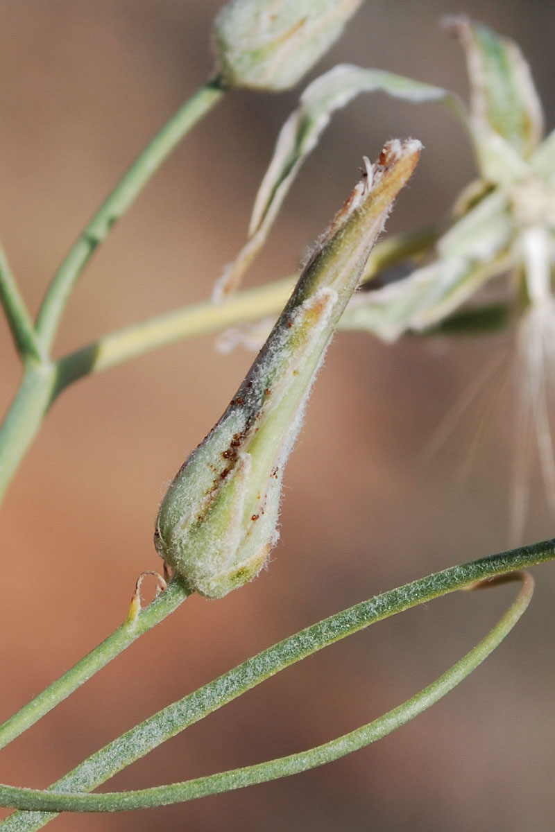 Image of Takhtajaniantha pusilla specimen.