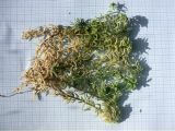 genus Sphagnum