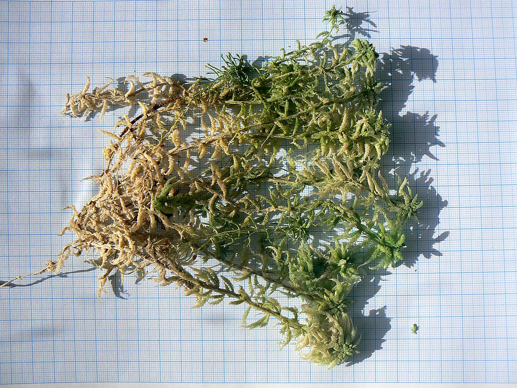 Image of genus Sphagnum specimen.