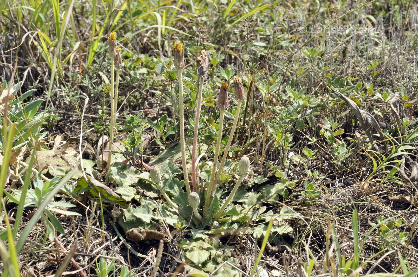 Image of Taraxacum serotinum specimen.