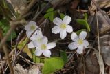 Oxalis acetosella