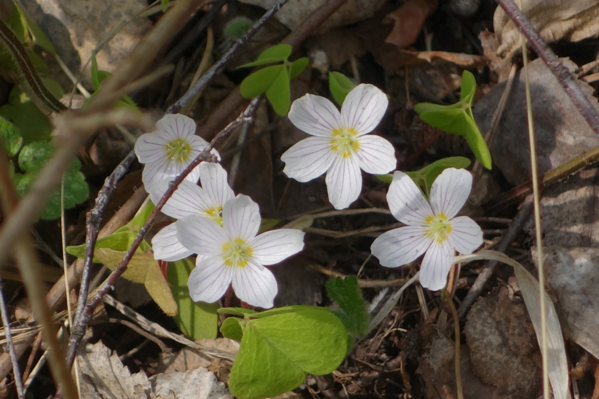 Изображение особи Oxalis acetosella.