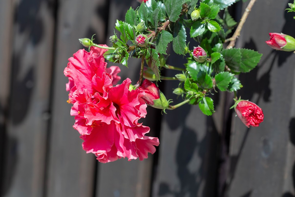 Изображение особи Hibiscus rosa-sinensis.