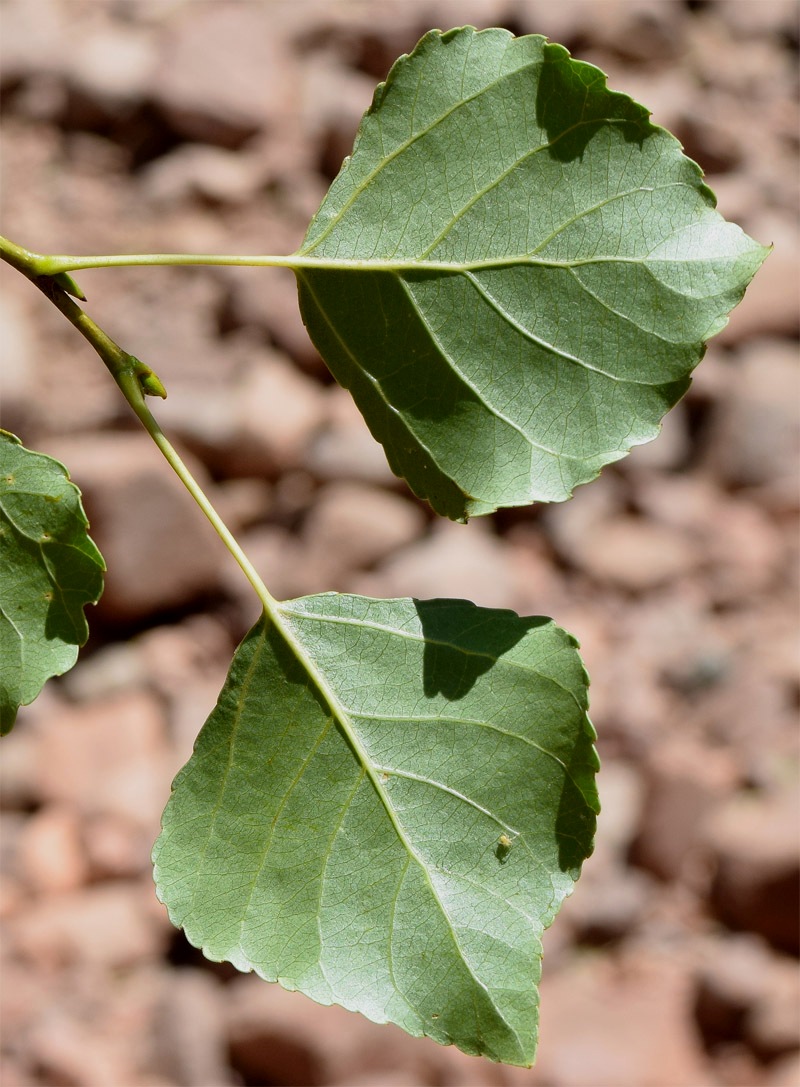 Image of Populus afghanica specimen.