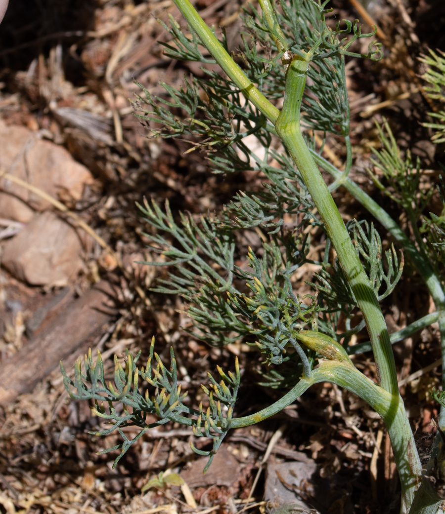 Image of Ridolfia segetum specimen.