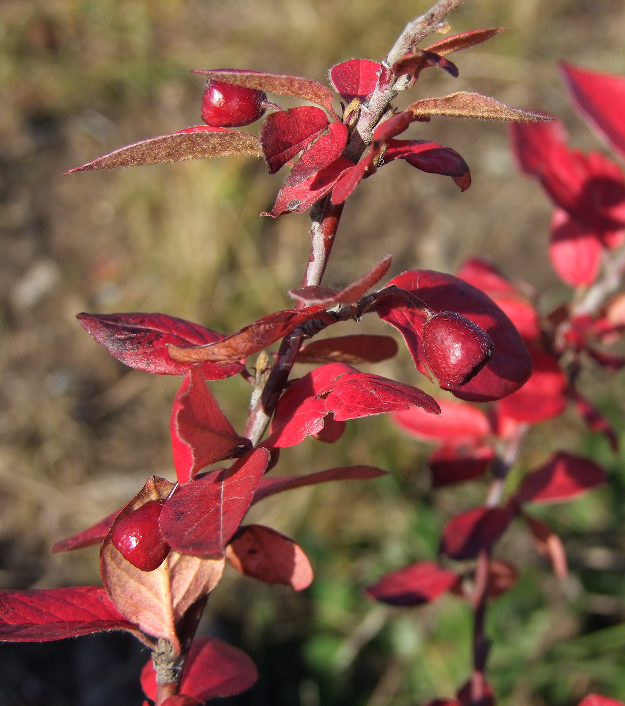 Image of Cotoneaster lucidus specimen.