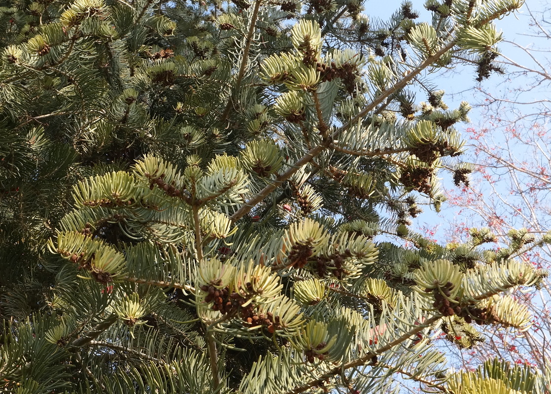 Image of genus Abies specimen.