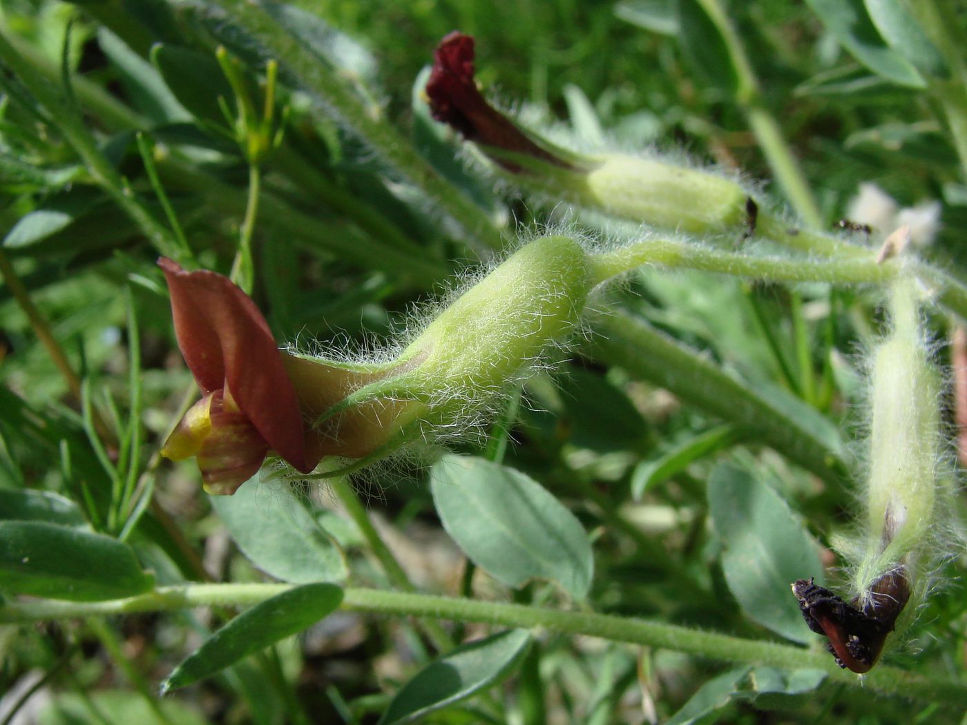 Image of Astragalus farctissimus specimen.