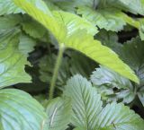 Fragaria moschata. Лист (видна абаксиальная поверхность). Москва, Аптекарский огород, теневой сад, в культуре. 03.09.2021.