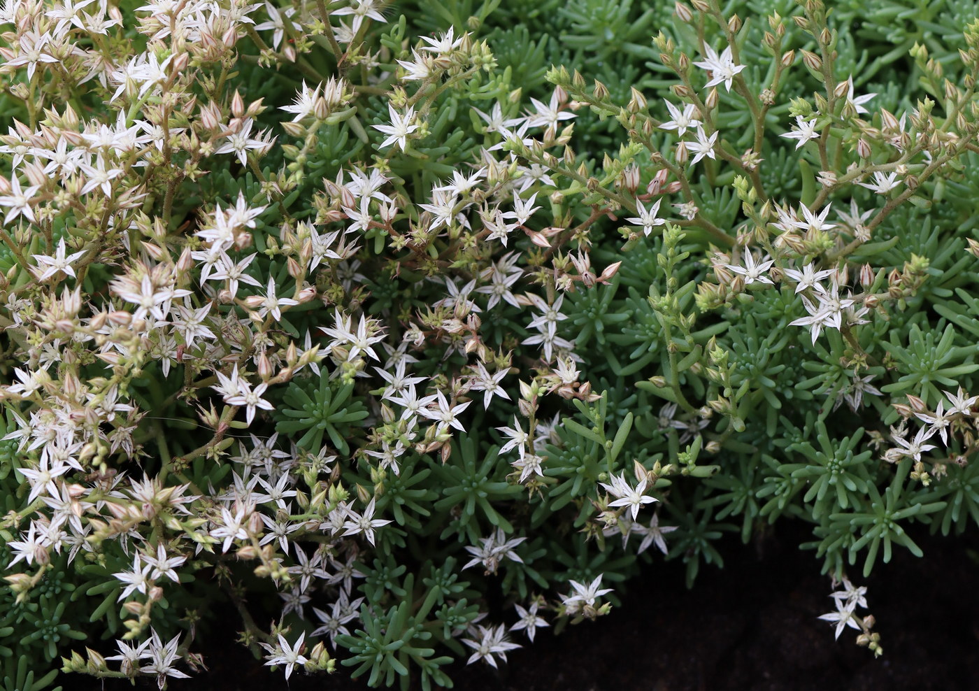 Изображение особи Sedum pallidum ssp. bithynicum.