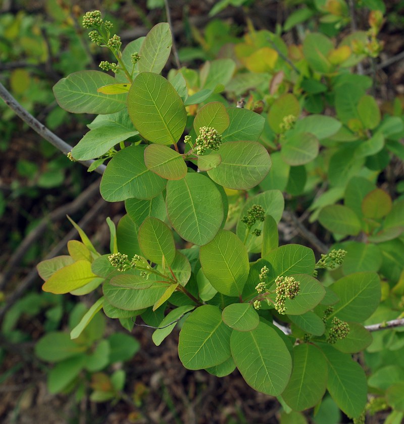 Изображение особи Cotinus coggygria.