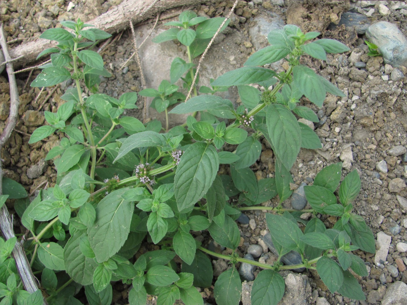 Image of Mentha arvensis specimen.