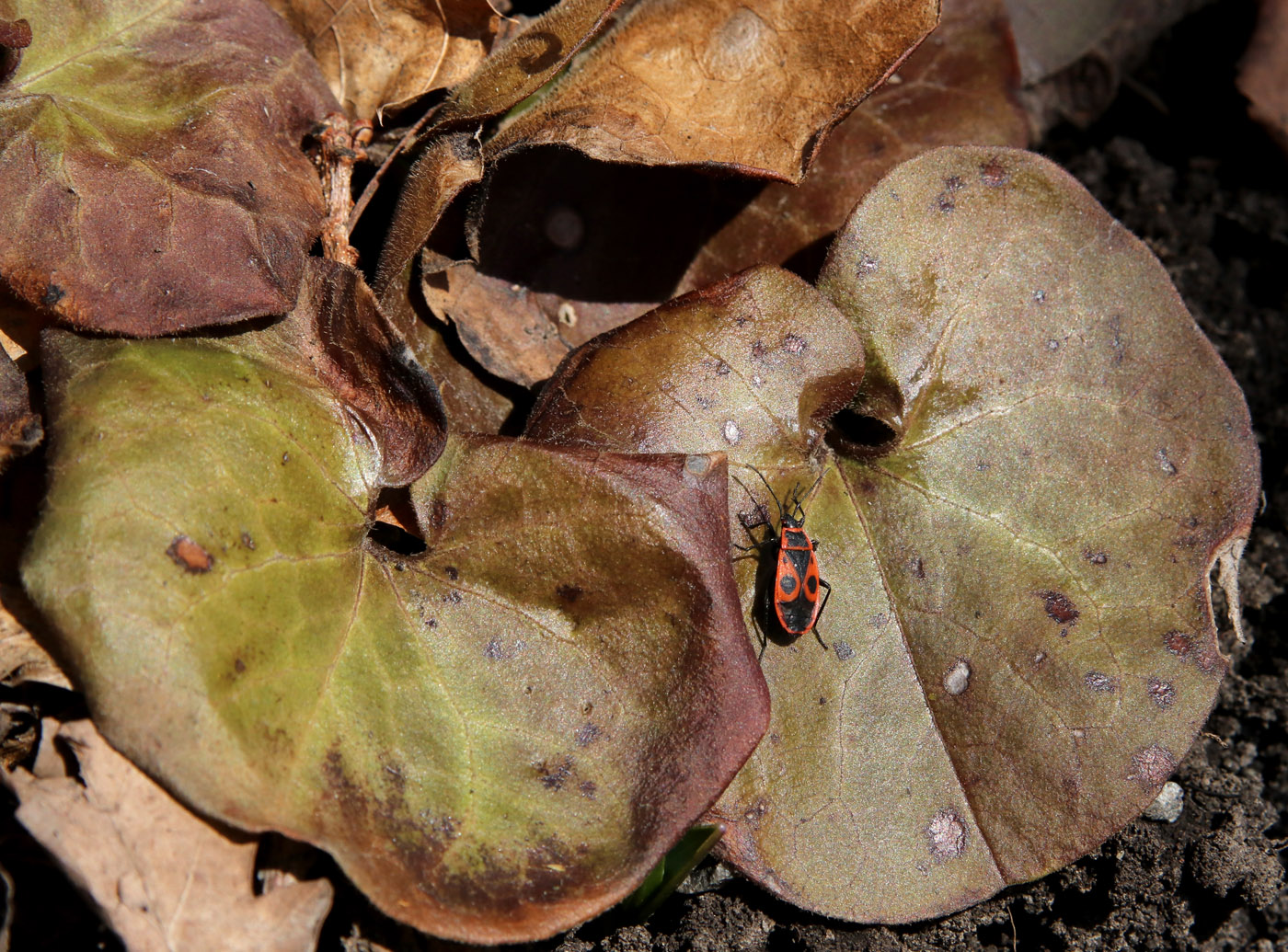 Image of Asarum europaeum specimen.