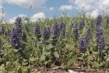 Ajuga genevensis. Цветущие растения. Крым, Долгоруковская яйла, горная степь. 05.06.2022.