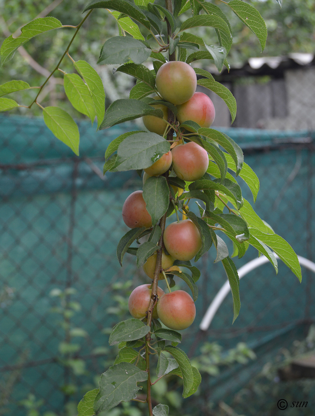 Image of Prunus cerasifera specimen.