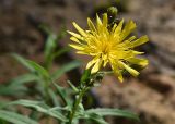 Hieracium umbellatum. Соцветие. Марий Эл, Волжский р-н, парк \"Марий Чодра\", Кленовая гора. 23.07.2022.