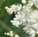 Filipendula vulgaris. Цветки. Республика Ингушетия, Джейрахский р-н, нижнее течение р. Гулойхи, высота 1200 м н.у.м., обочина грунтовой дороги. 20 июня 2022 г.