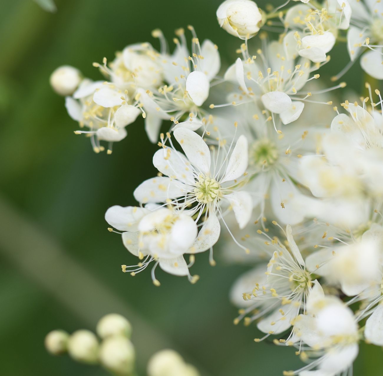 Изображение особи Filipendula vulgaris.