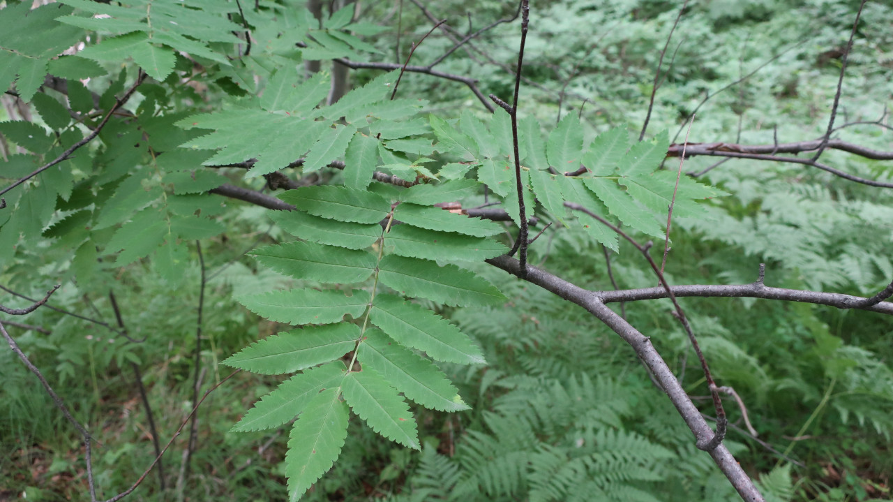 Image of Sorbus sibirica specimen.