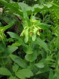Cerinthe subspecies caucasica