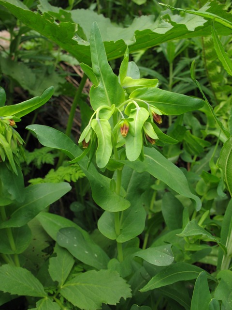 Image of Cerinthe glabra ssp. caucasica specimen.